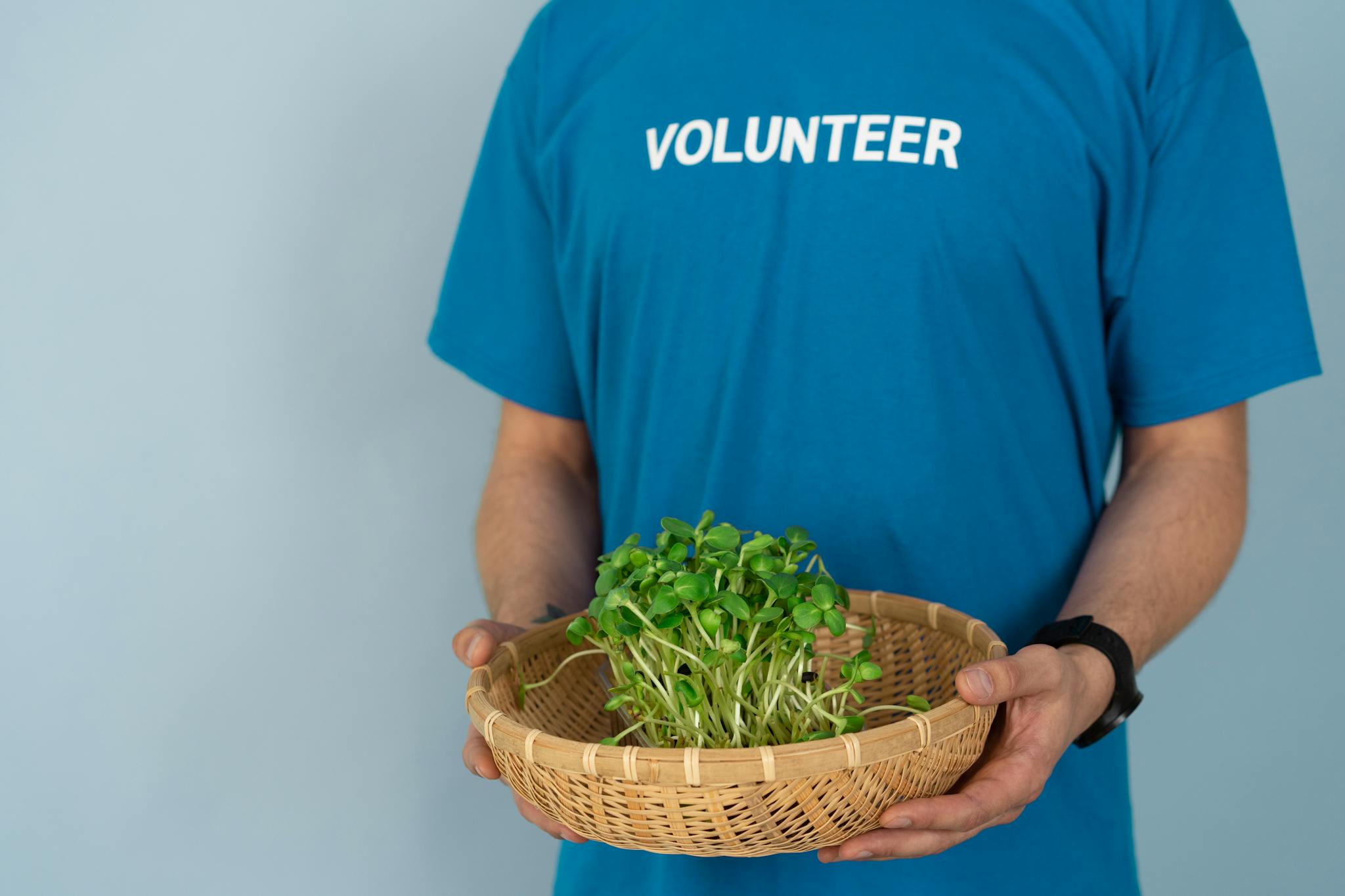 A volunteer in a blue shirt holds a basket of fresh green sprouts.